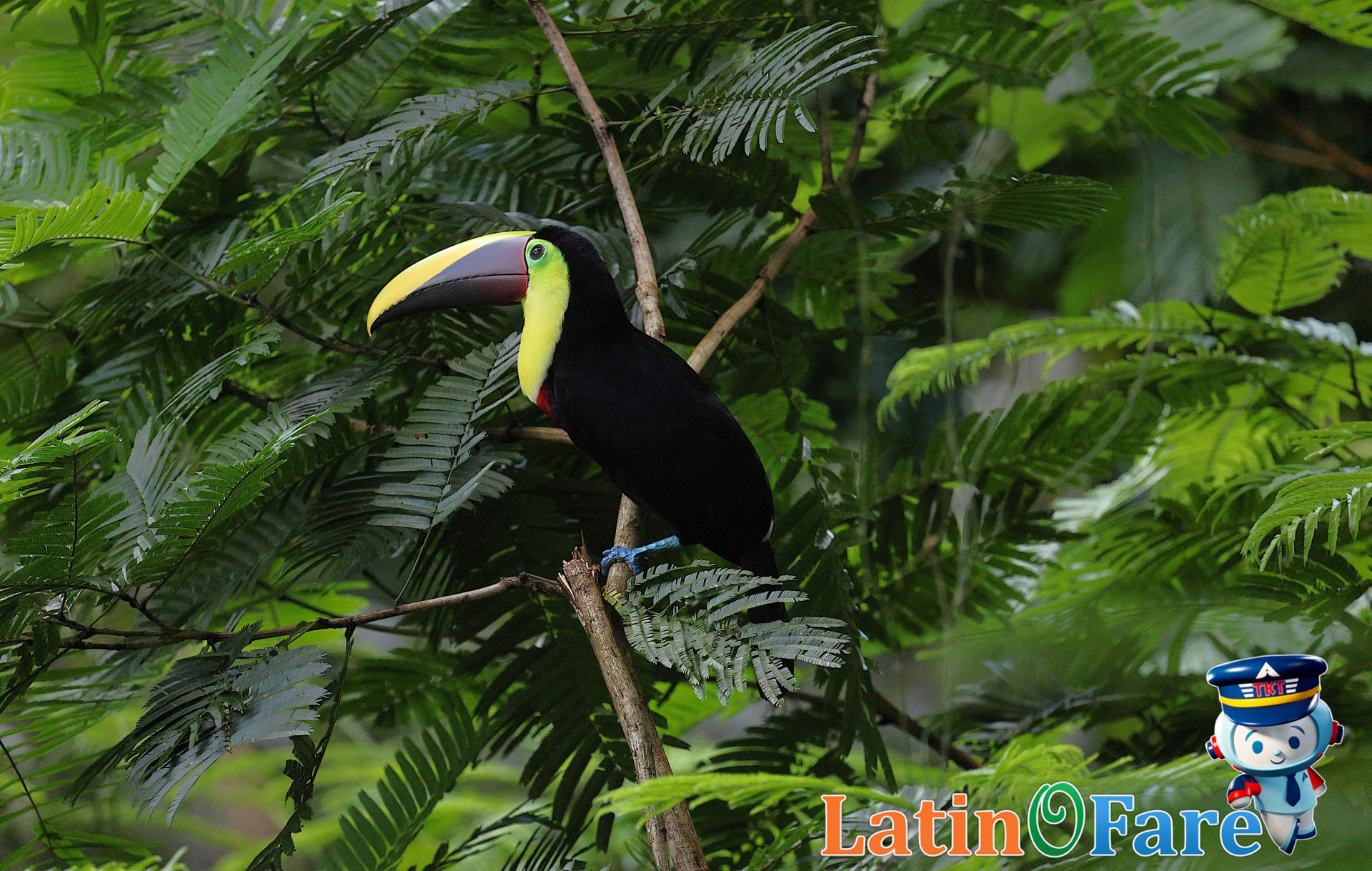 Costa Rican rainforest eco-tourism site with waterfall, toucan, and sustainable travel focus.