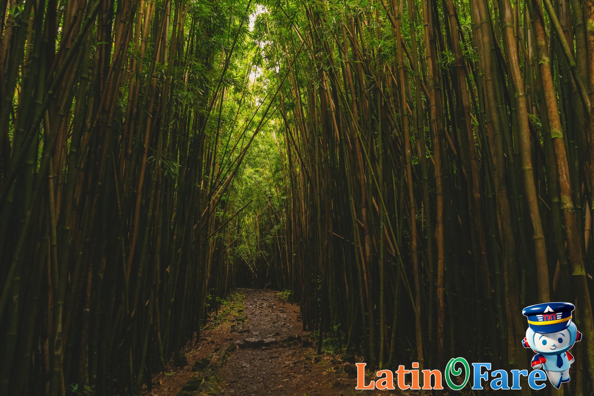 Maui travel planner uses flexible date search tools to find the cheapest flights to Maui.