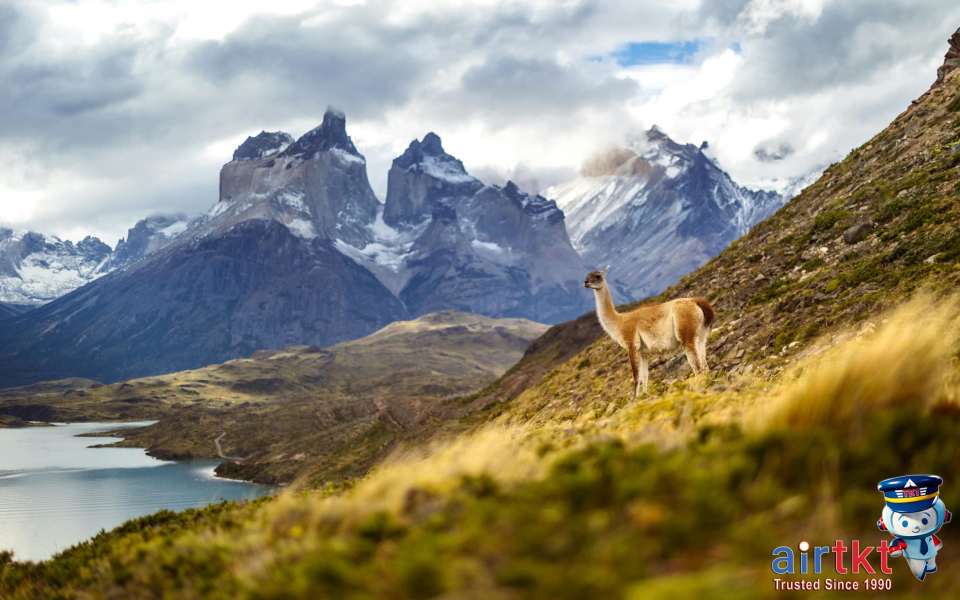 Guanacos grazing in Patagonian wilderness near Andes mountains