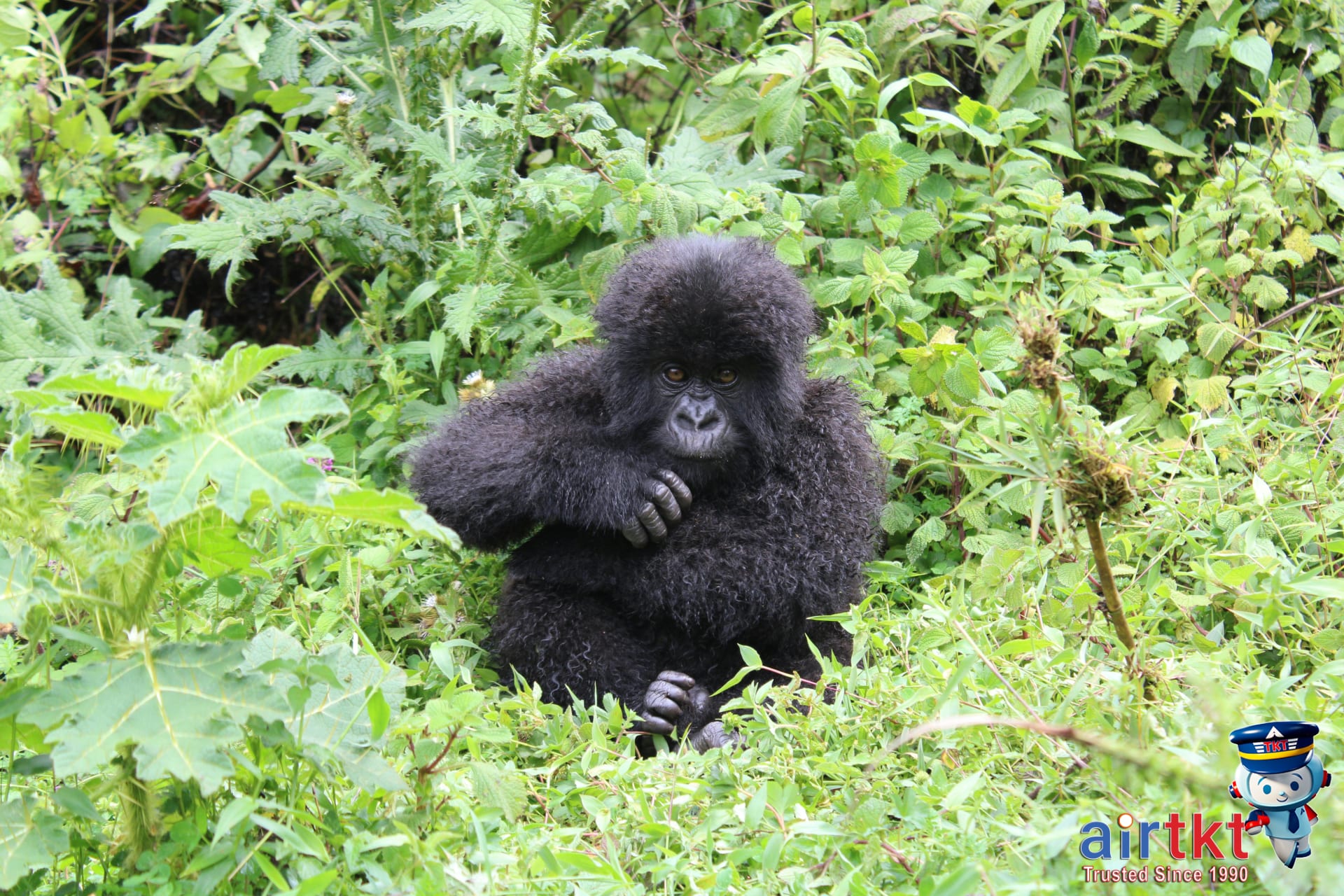 Young mountain gorilla sitting in Kinigi Rwanda wildlife eco-tourism green foliage