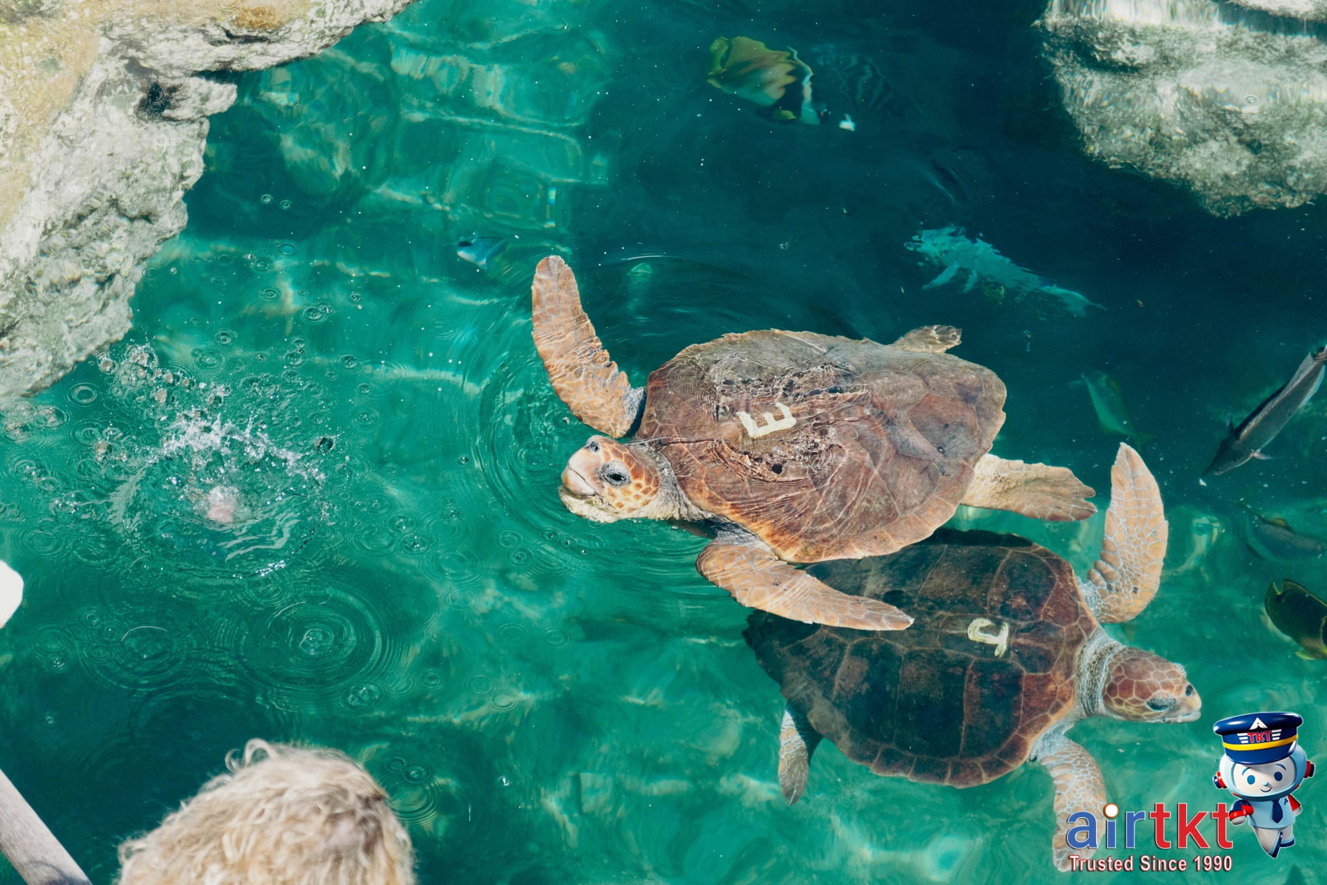 Two sea turtles glide through clear turquoise waters at Galápagos eco-tourism site