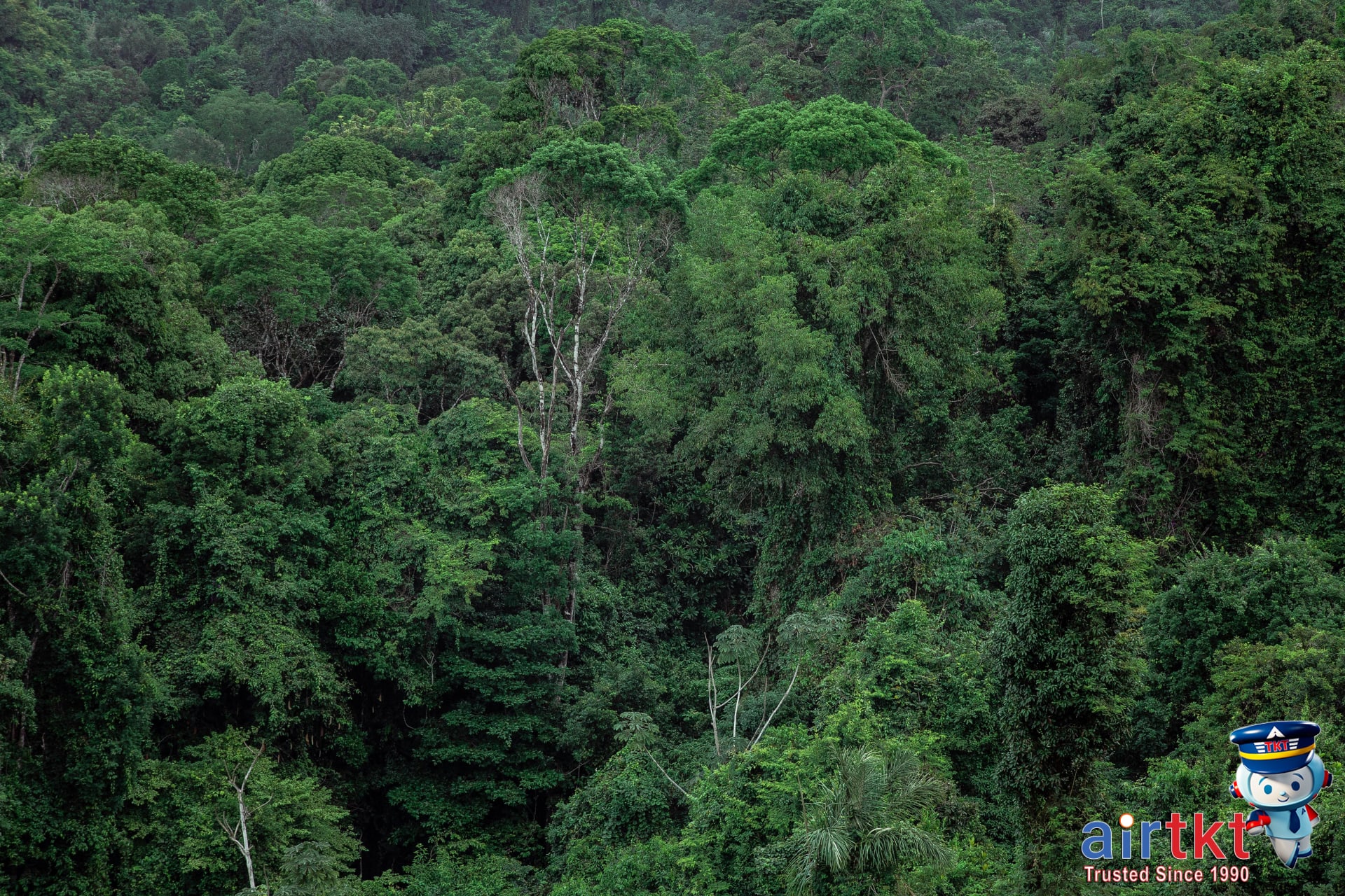 Canopy view of diverse Amazon rainforest eco-tourism area with rich biodiversity