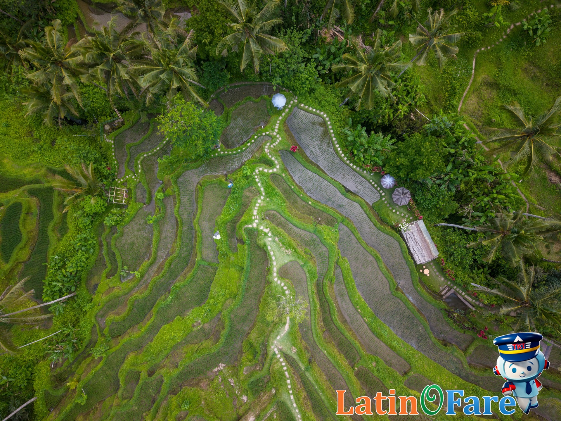 Verdant rice terraces of Ubud Bali as seen by travelers exploring iconic landscapes