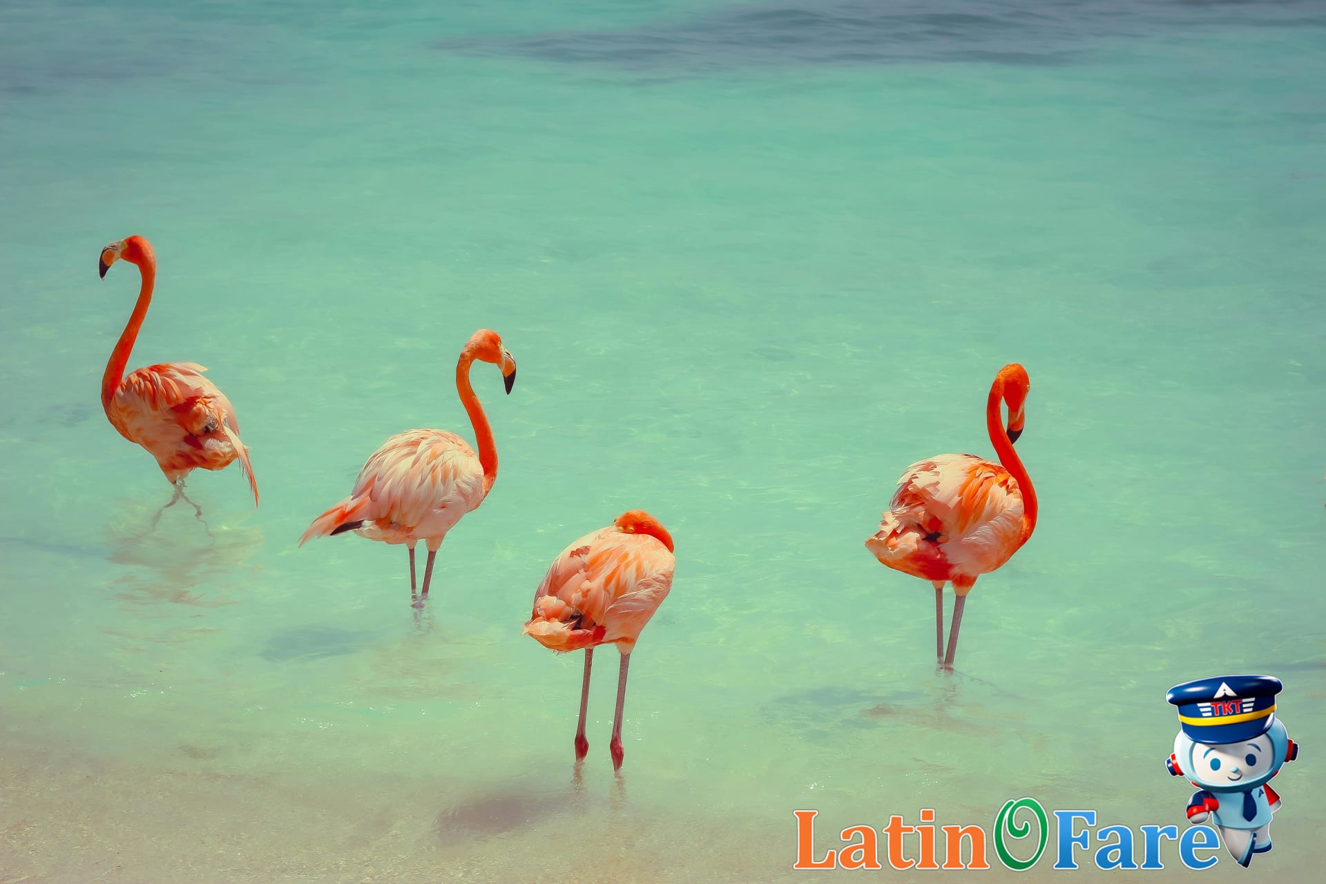 Pink flamingos wading on the sandy beaches of Aruba Renaissance Island during sunny beach day.