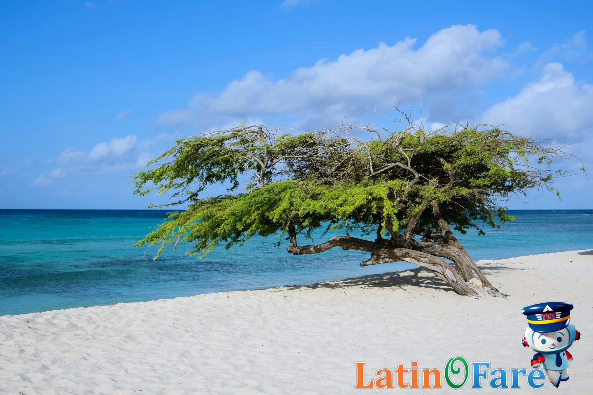 Divi Divi trees bent by ocean breeze at Arashi Beach Aruba at sunset and windy skies