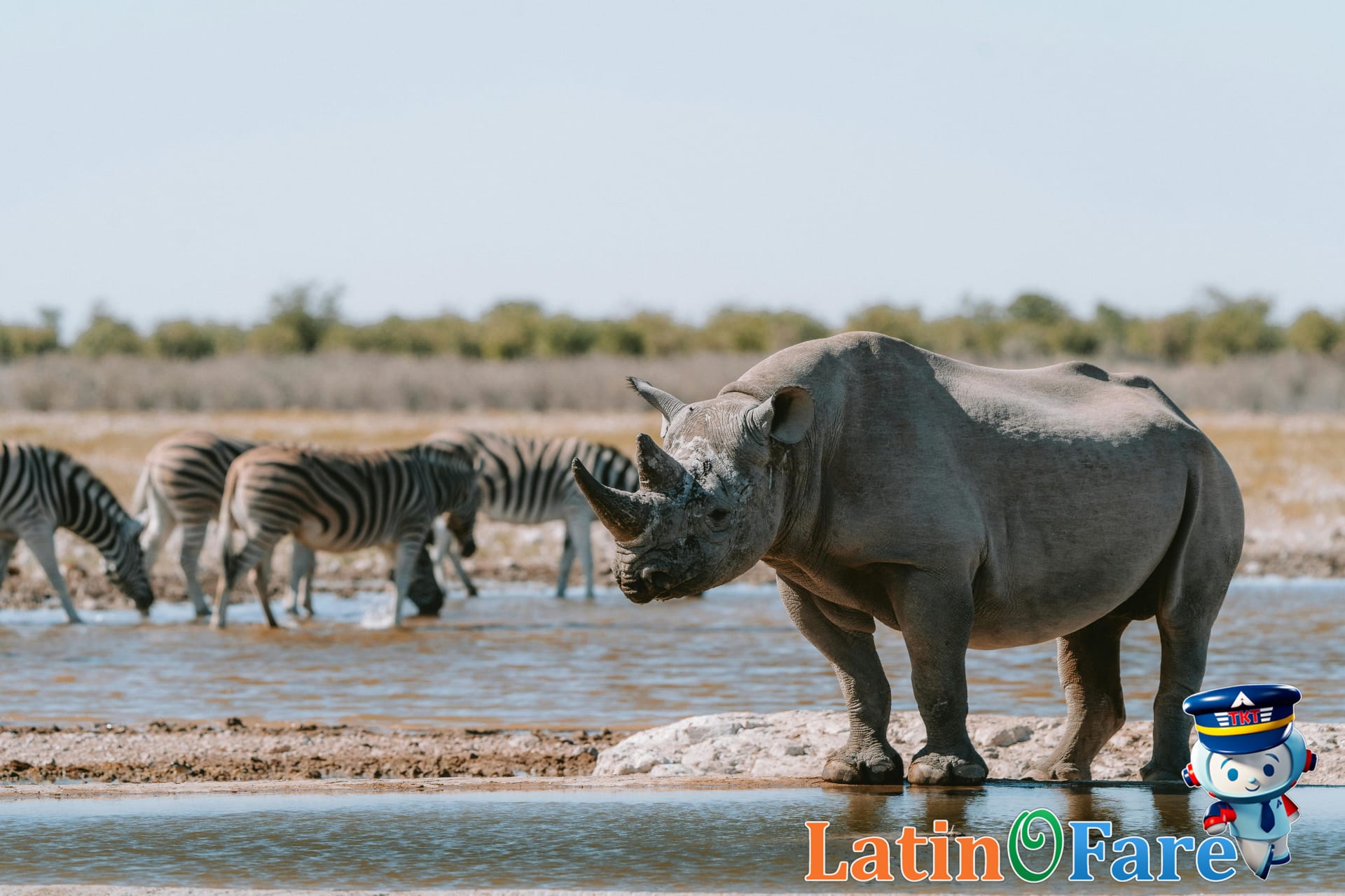 Rhino and zebra photographed on East Africa dry season safari in Big Five park.