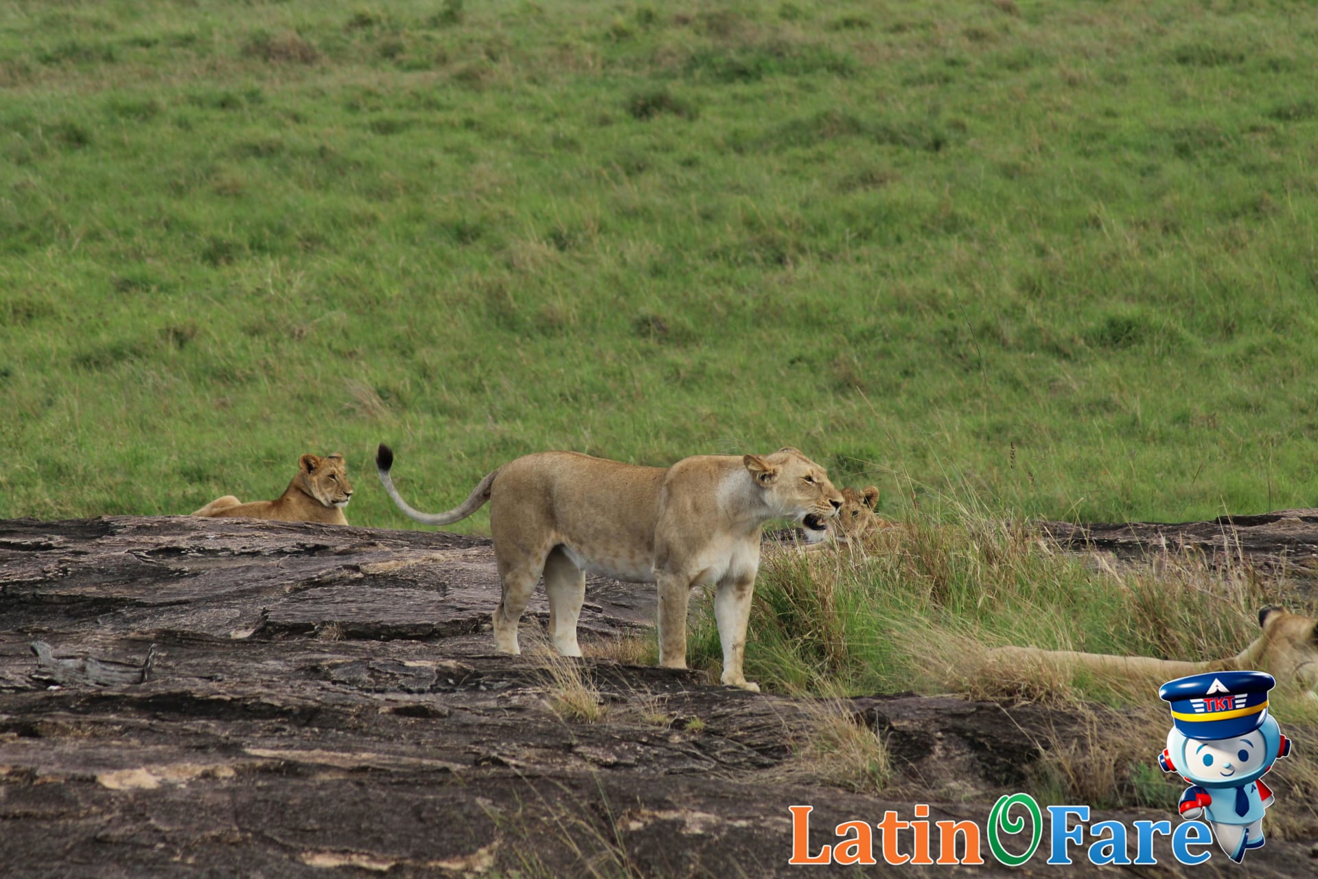 Lions resting under acacia trees in Maasai Mara during dry season Big Five safari.