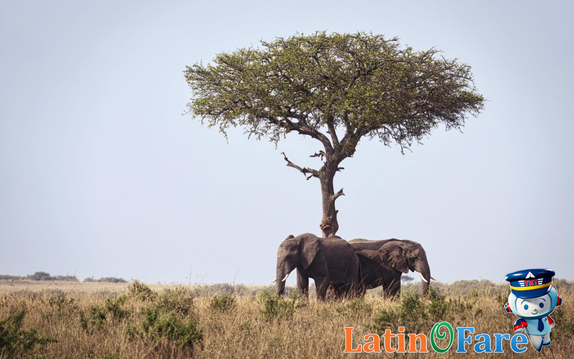 African dry season safari landscape with elephants and Big Five wildlife in Kenya or Tanzania.