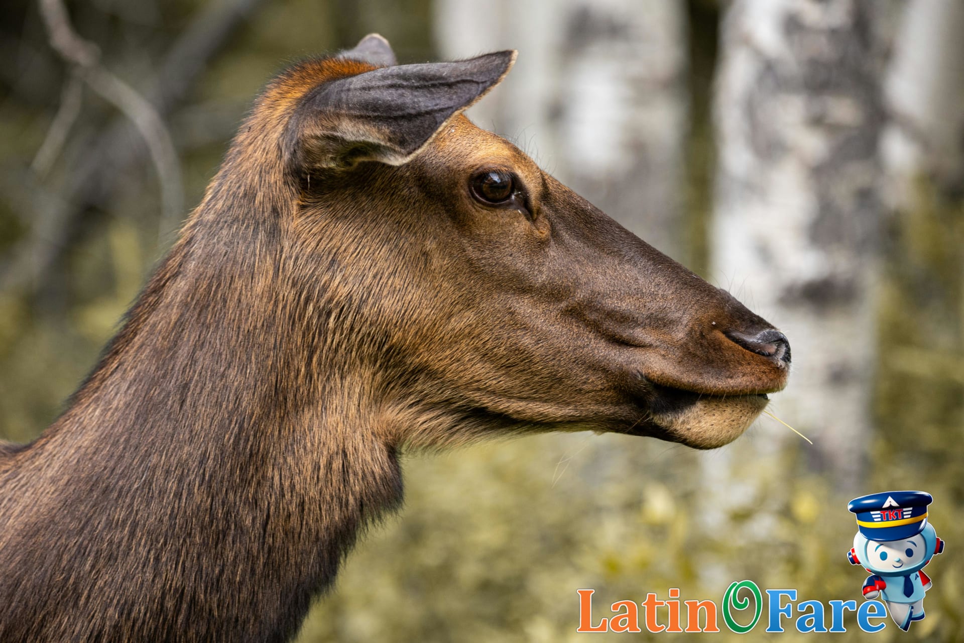 Close side profile of elk in Jasper National Park, Canadian Rockies wildlife travel tips