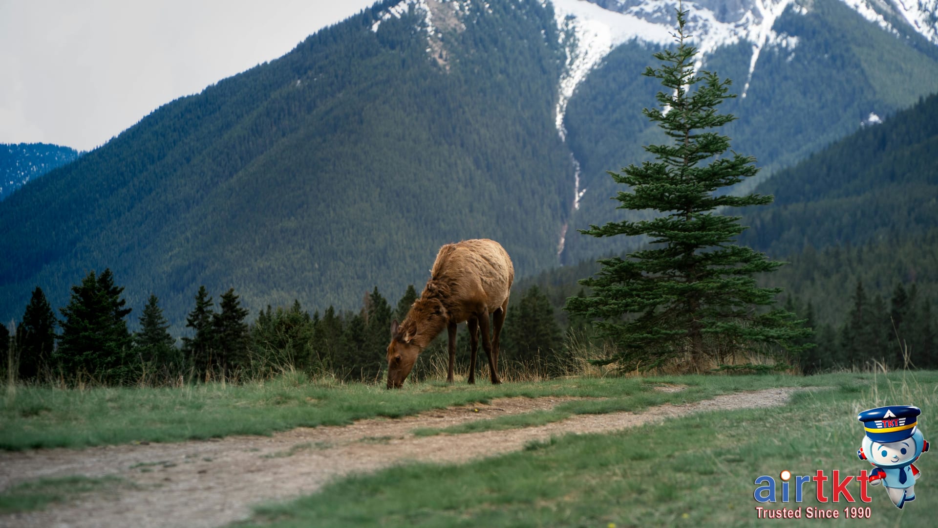 Elk grazing in a meadow within Canadian Rockies national park