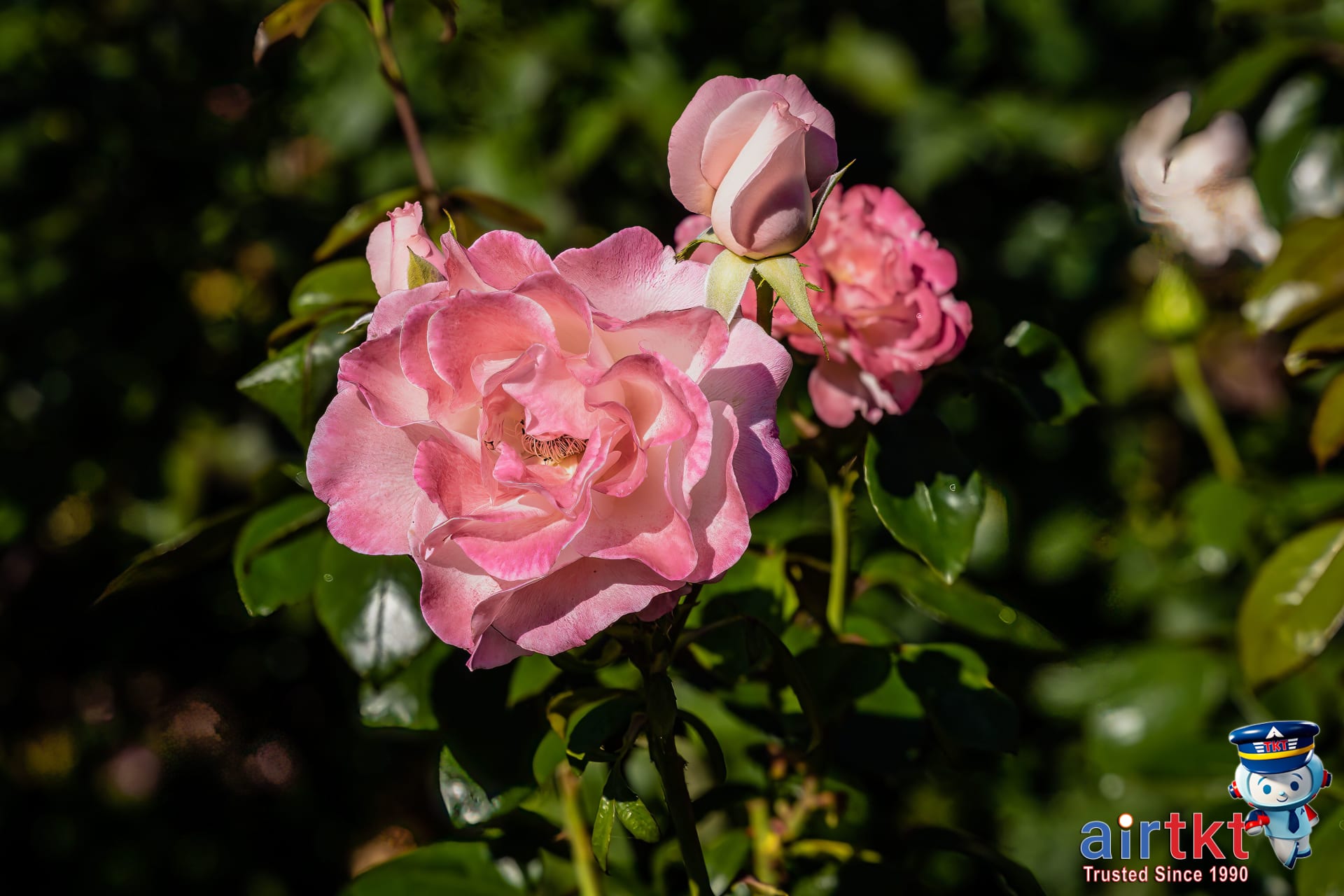 Portland Rose Test Garden flowers and nature beauty in Oregon budget travel