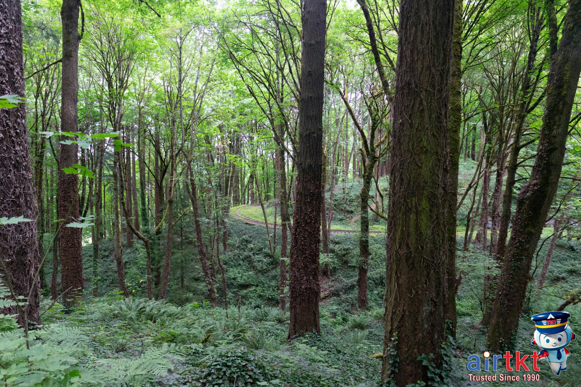 Hiking trails in Portland's Forest Park nature area with lush trees and greenery