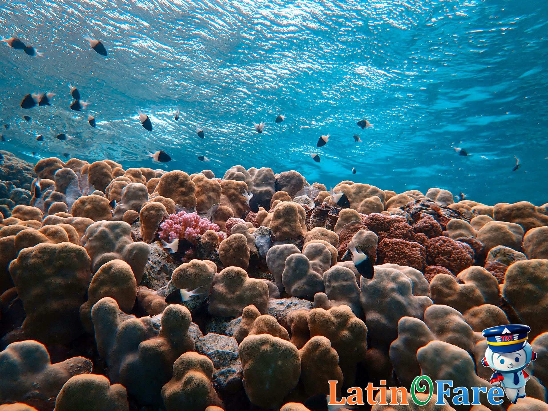 Snorkeling in the Bahamas coral reef, surrounded by tropical marine wildlife and clear waters.