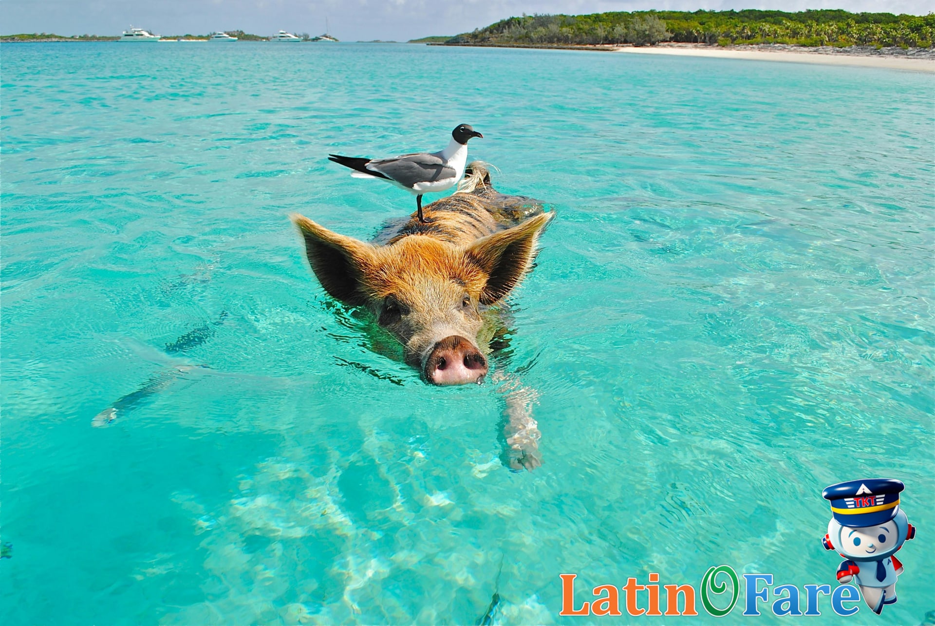 Swimming pigs in the Exumas, Bahamas, are a unique travel adventure highlight.