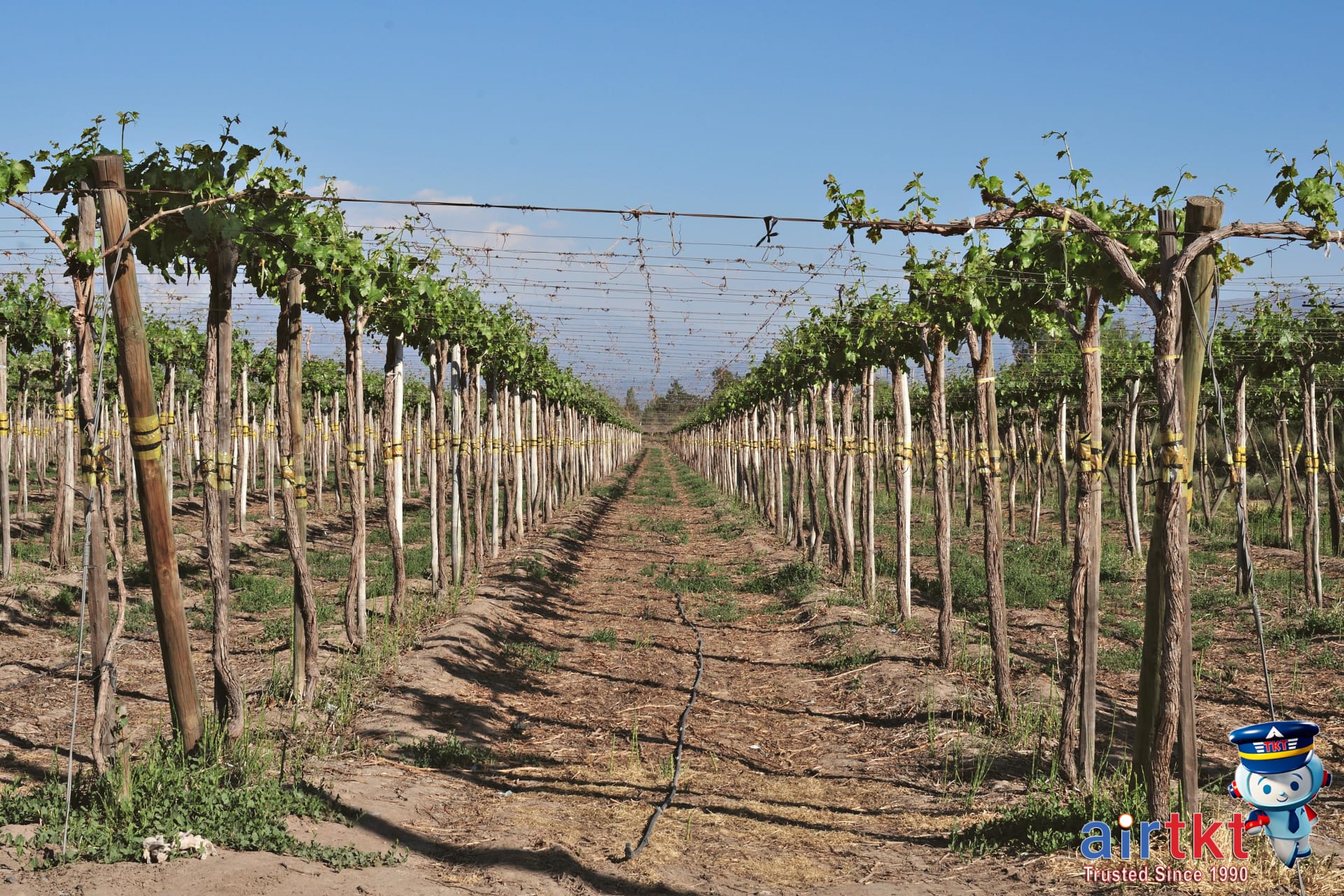 Wine tasting experience at Maipo Valley vineyard near Santiago Chile