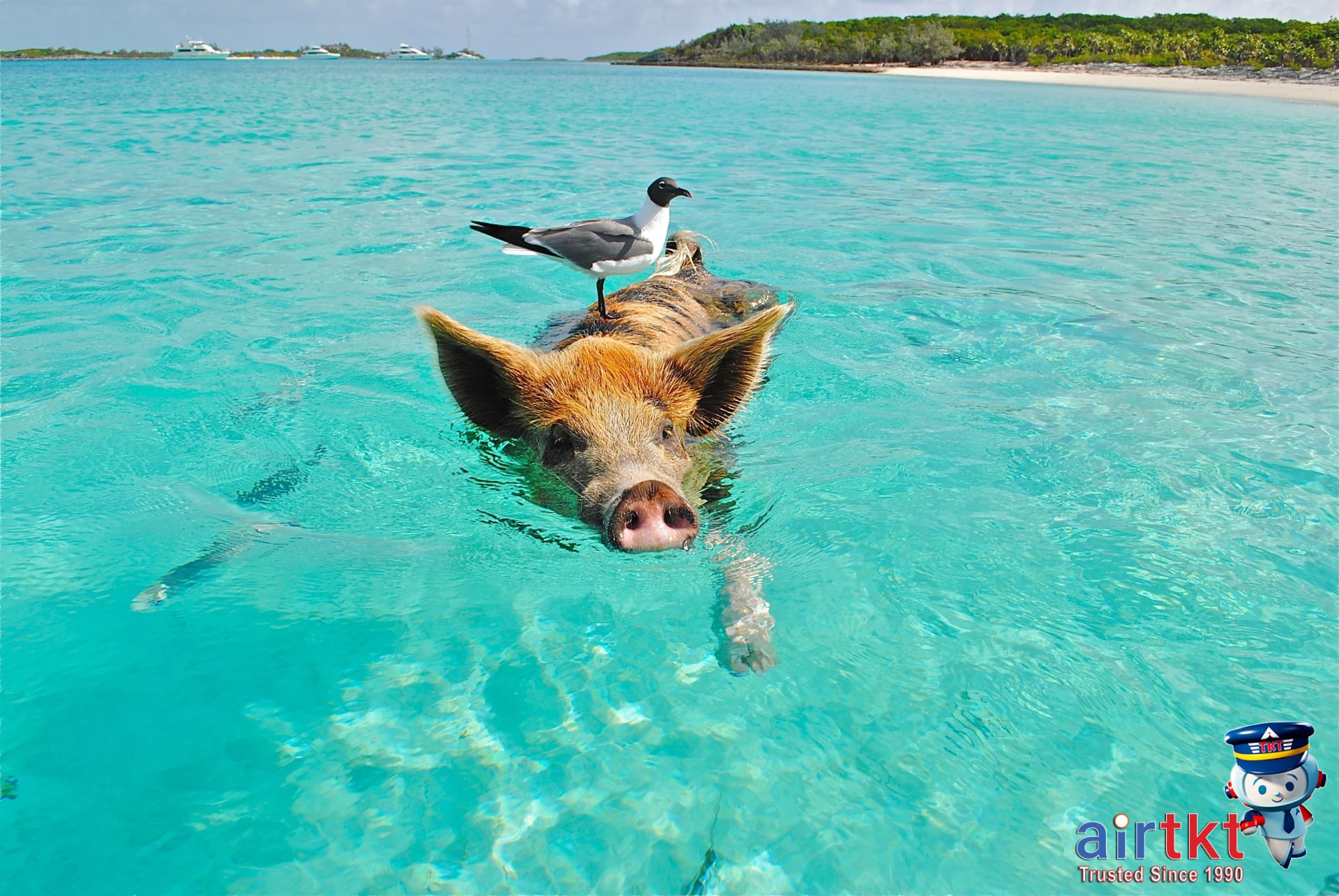 Swimming pigs in clear water near a boat in the Bahamas.