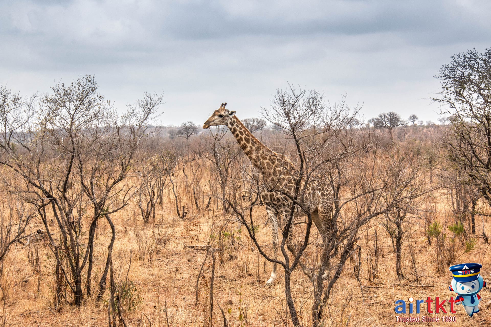 Sunset over African savanna during dry season safari with open landscape.