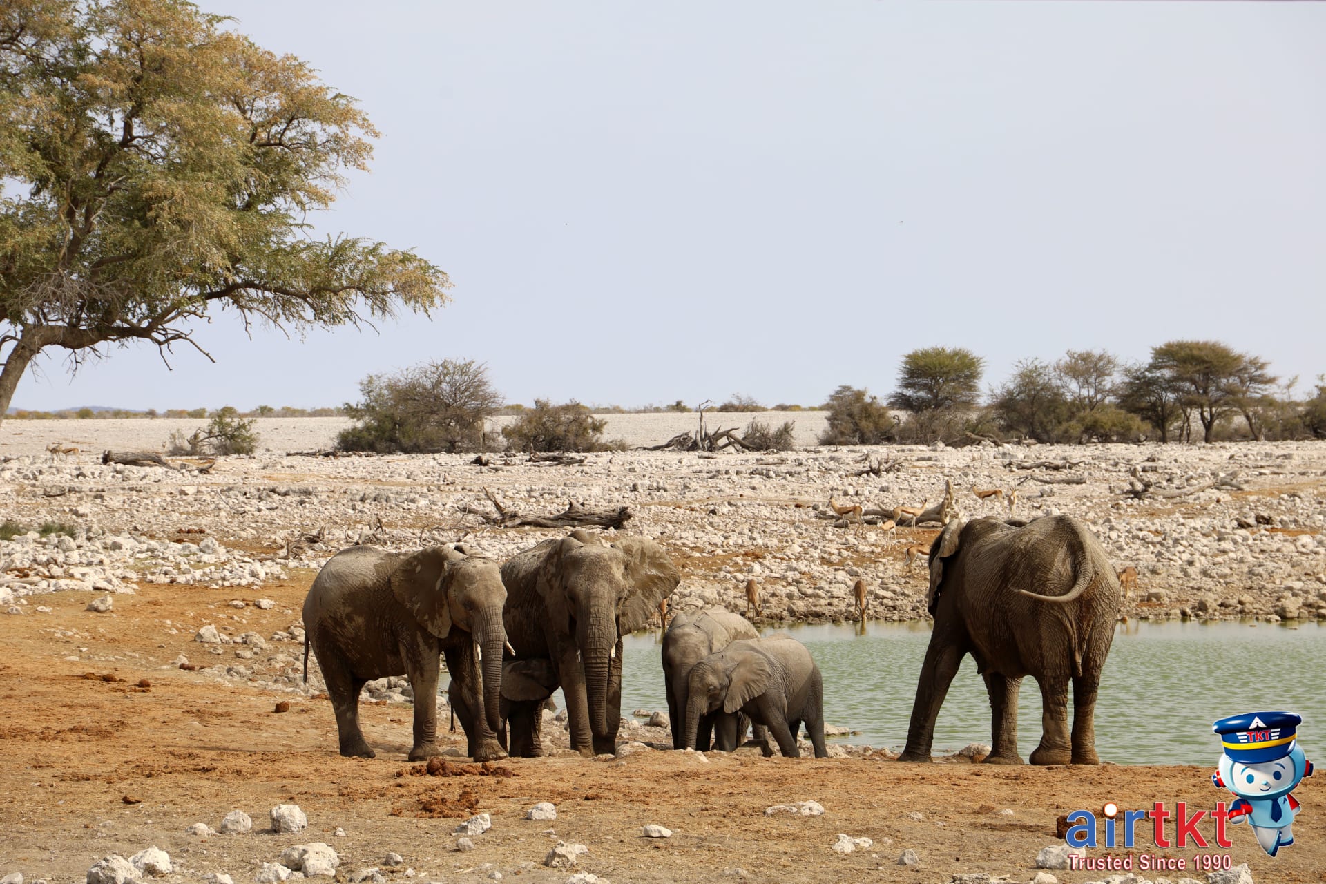 African elephants drinking at waterhole in dry season African landscape.