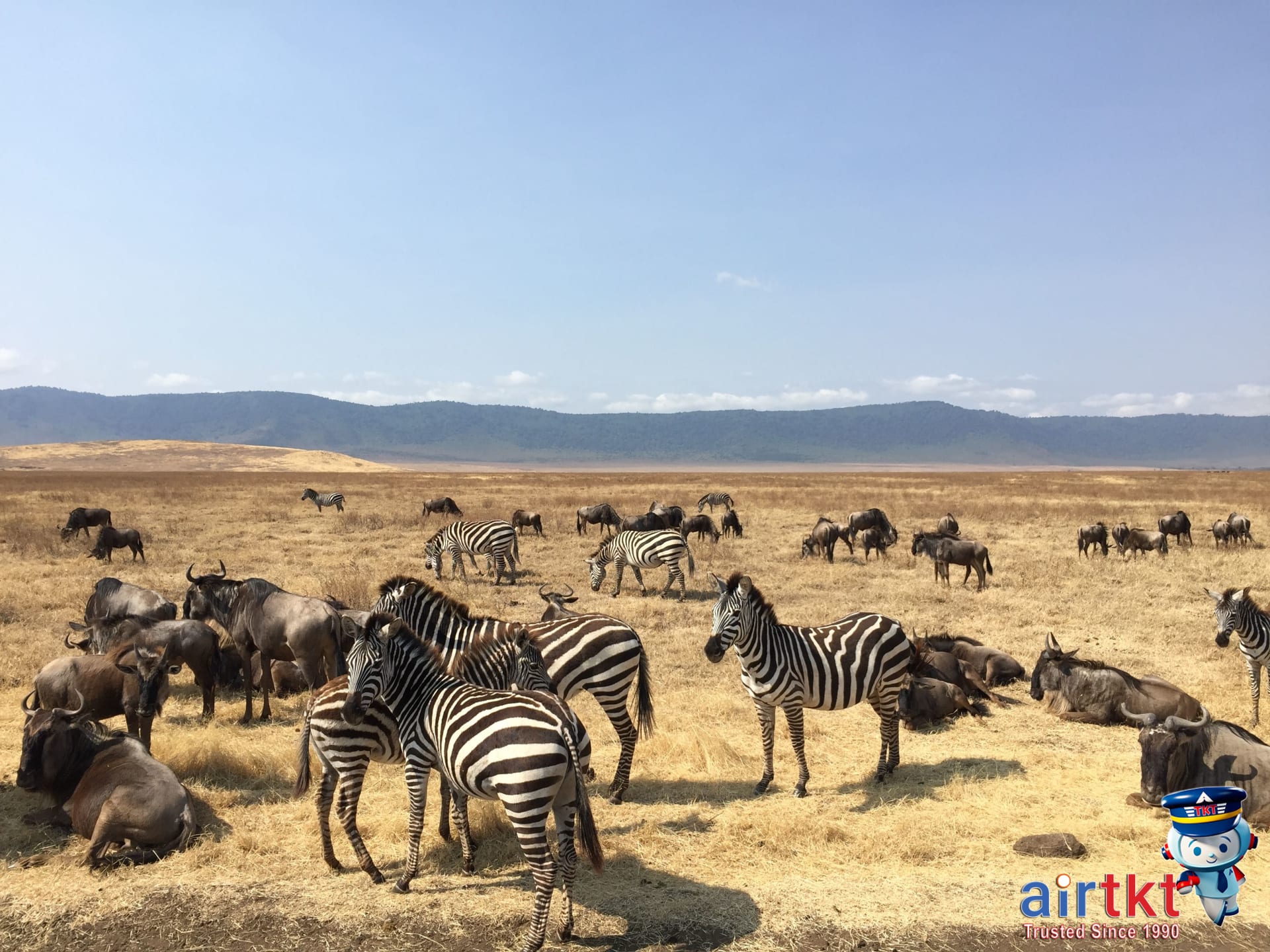 Herd of zebras and wildebeests in Serengeti National Park dry season plains.