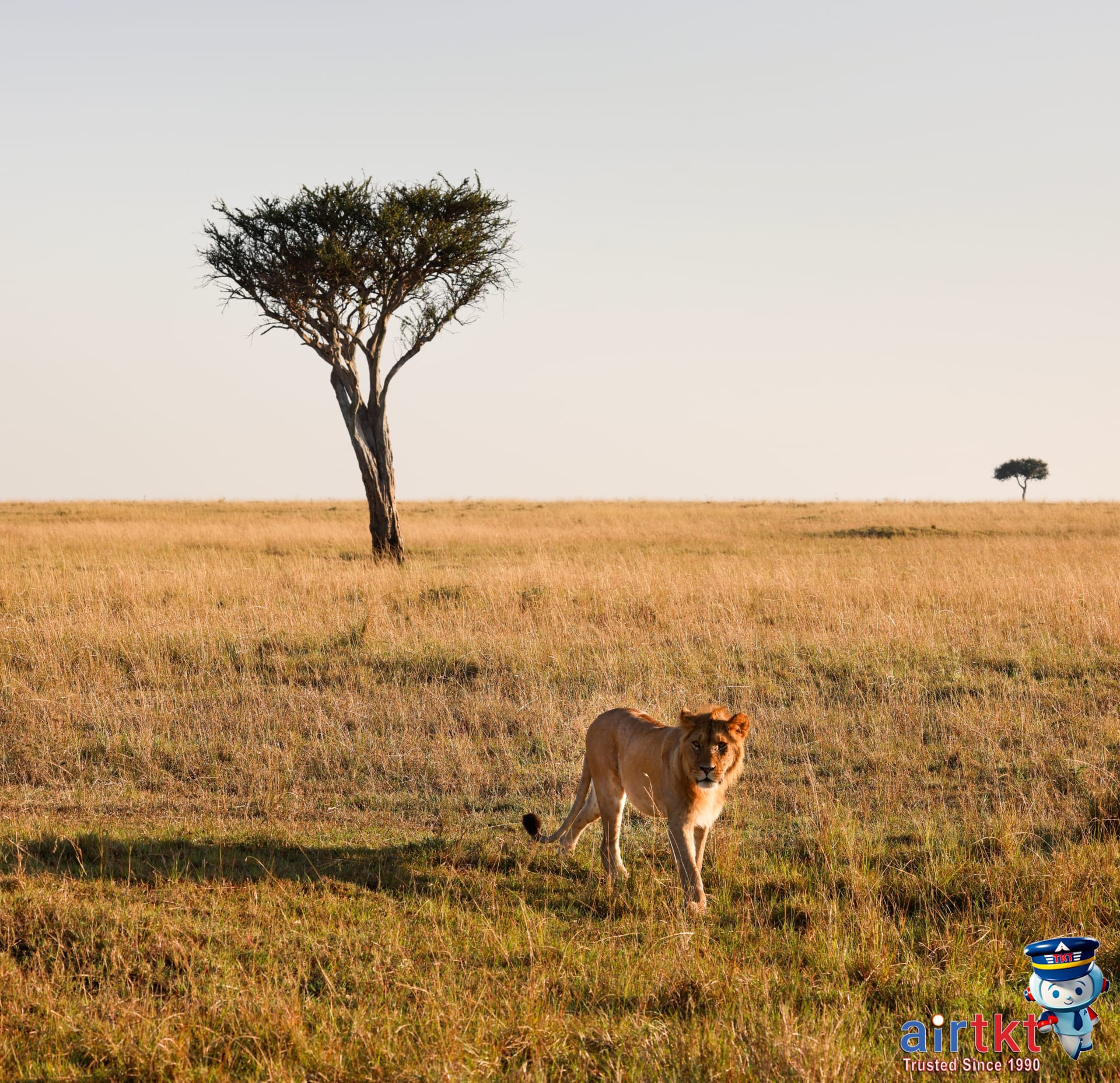 Lion roaming open grassland in Maasai Mara during dry season safari