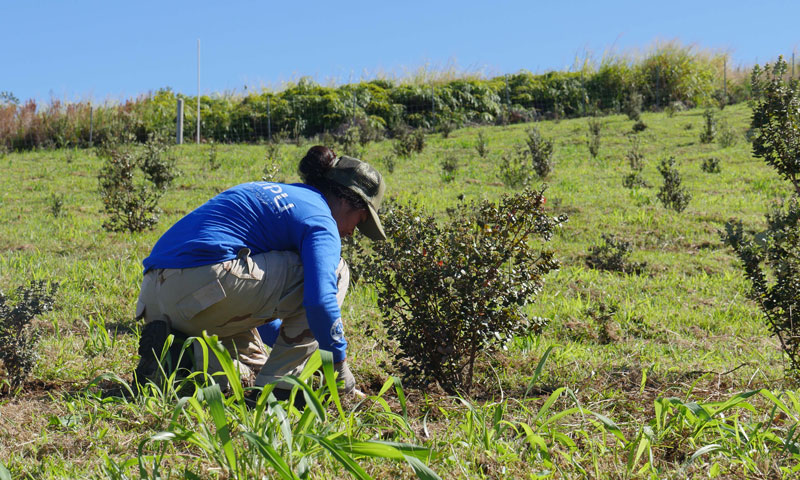 Kupu Intern tending to ʻōhiʻa at Kupuaʻe