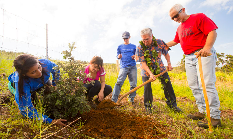 ʻŌhia outplanting 2014