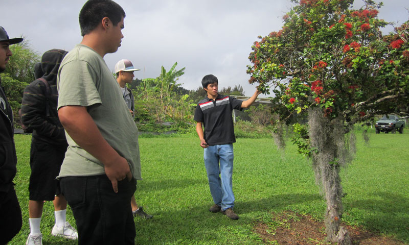 Kupu Intern tending to ʻōhiʻa at Kupuaʻe