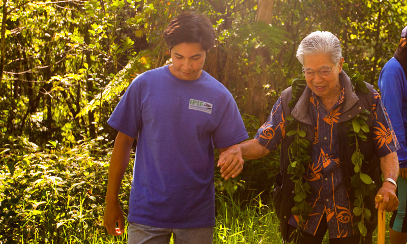ʻŌhia outplanting 2014