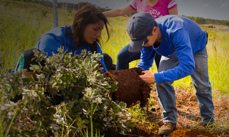 ʻŌhia outplanting 2014