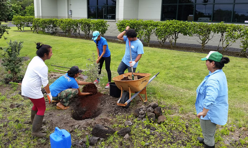 Kupu Intern tending to ʻōhiʻa at Kupuaʻe