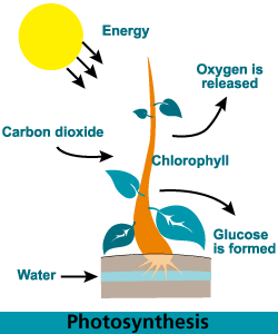 Transpiration: Photosynthesis' Sidekick | 1 of 5 | Biology | Practice | Albert Transpiration: Photosynthesis' Sidekick | 1 of 5 | Biology | Practice | Albert