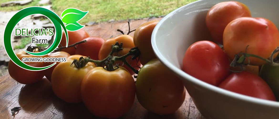 Delicias Farm