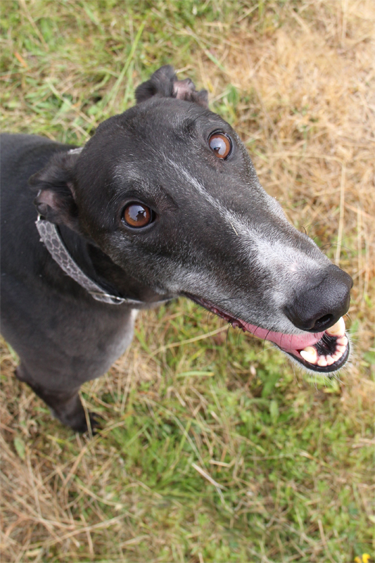 Greyhound Sanctuary Ireland Pictures Cute and Funny things Greyhounds do Greytalk