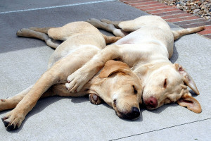 bigstock__Spooning_Dogs
