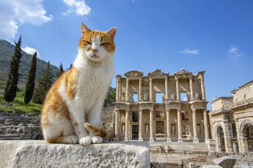 Ephesus Tour from Istanbul Picture