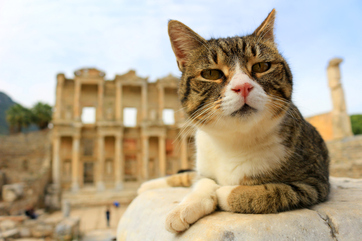 Ephesus & Sirince Village Tour Picture