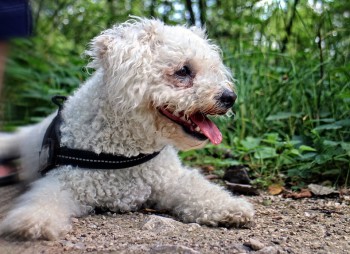 Top 10 Dog Breeds For Apartments