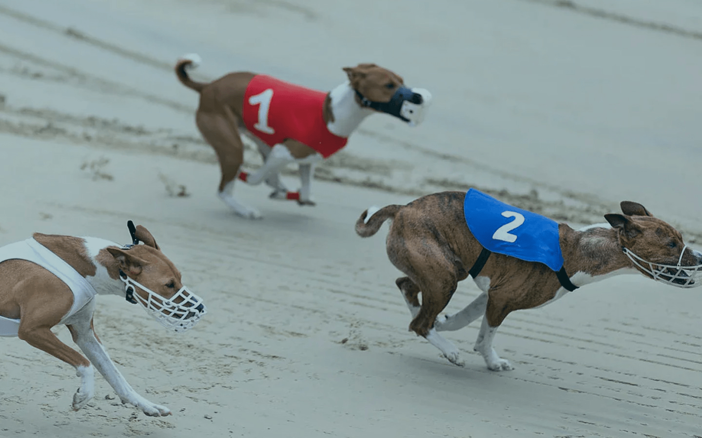 Vamos criar CAVALOS DE CORRIDA e CORRER - Rival Stars 