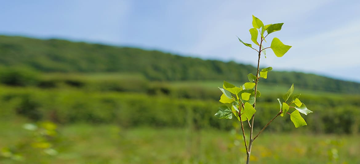 black-poplar_gxcifp