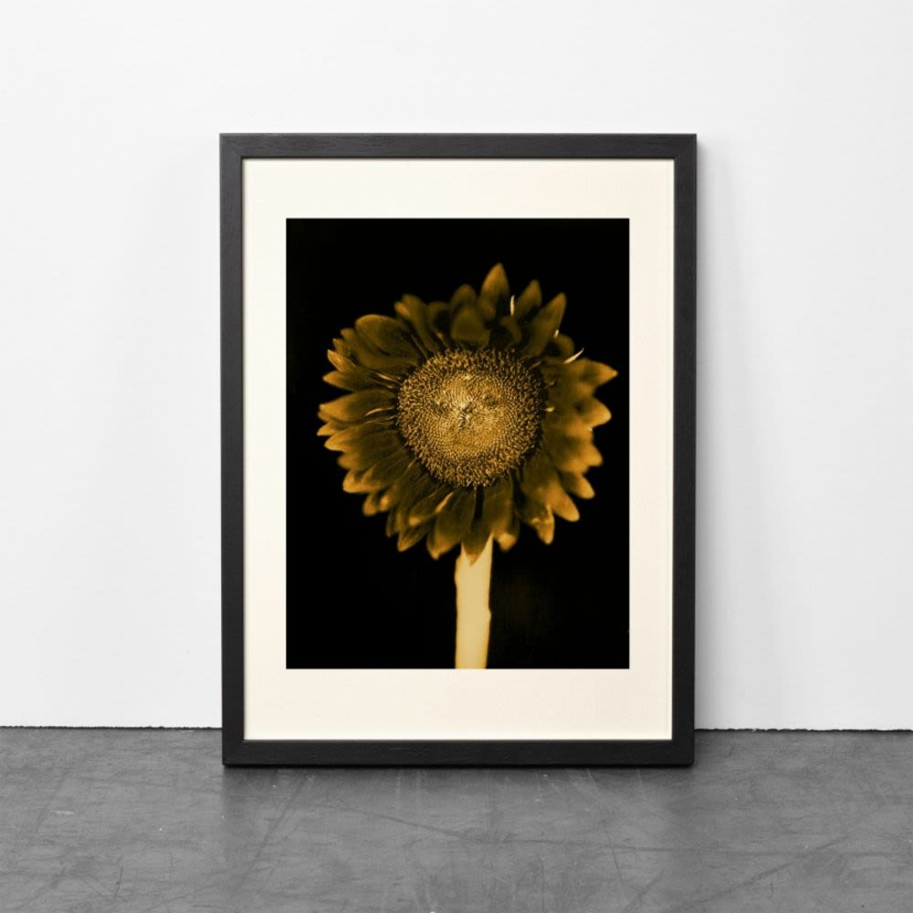 Sunflower-Chuck Close-1