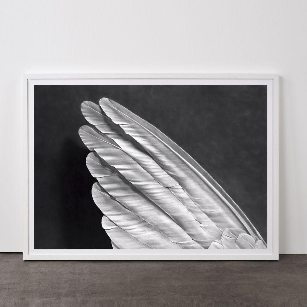 Angel´s Wing (Small Version)-Robert Longo-1