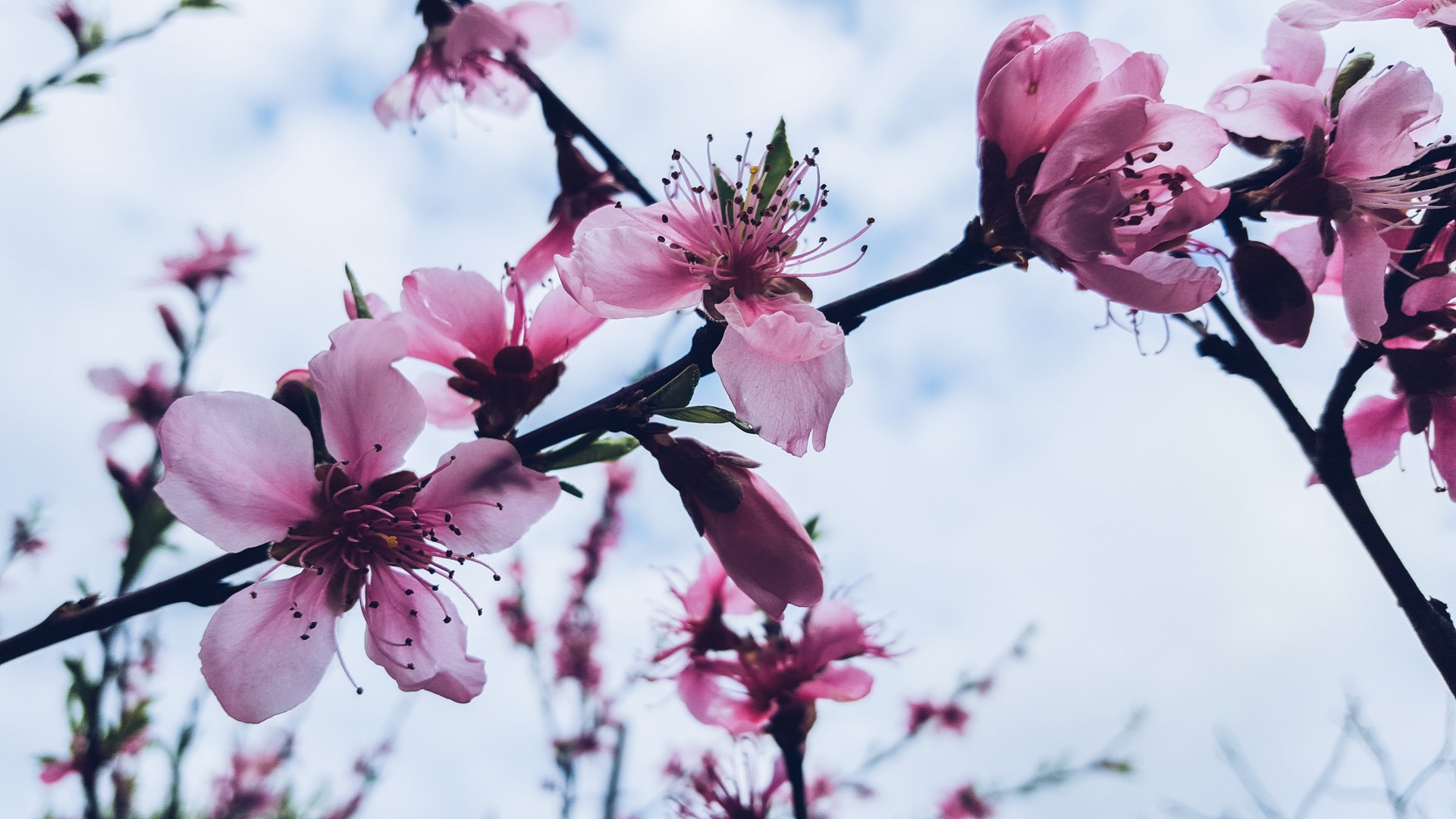 Website Background