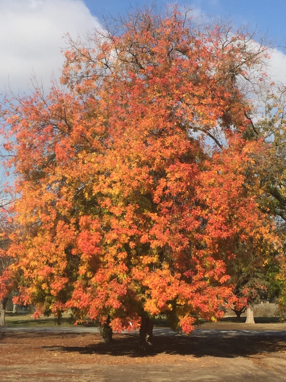 Fall at Hart Memorial Park