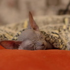 My cat
