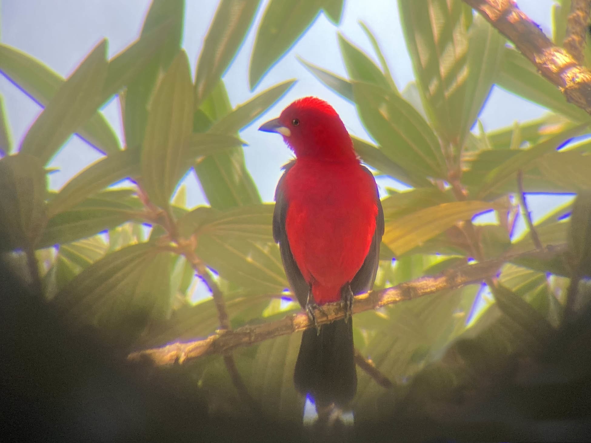 Bird Watching