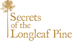 Secrets of the Longleaf Pine