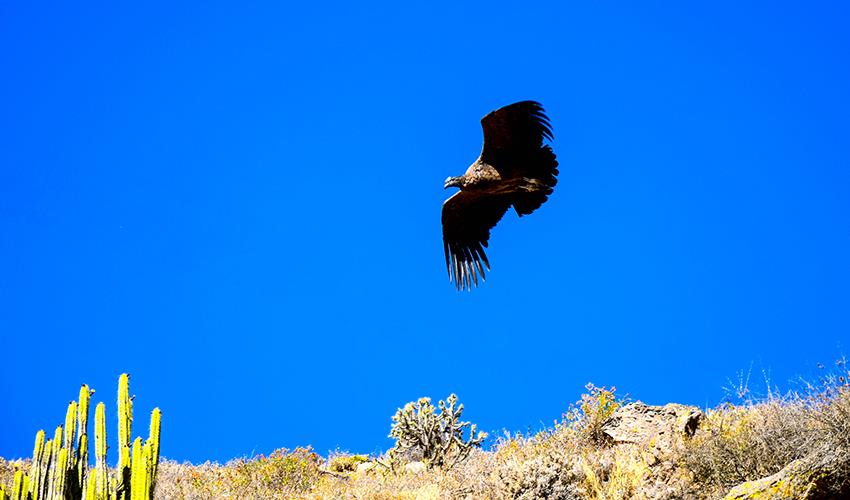 tourhub | Bamba Travel | Colca Canyon Trekking 2D/1N 