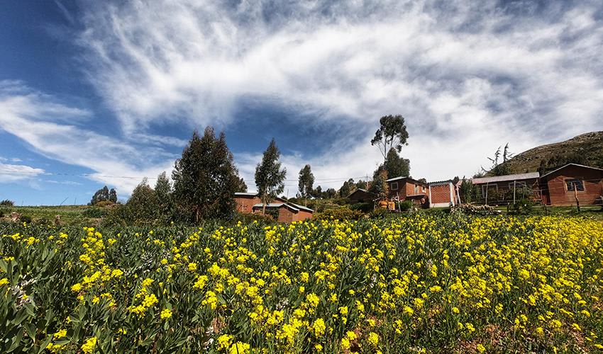 tourhub | Bamba Travel | Lake Titicaca & Luquina Homestay 2D/1N 