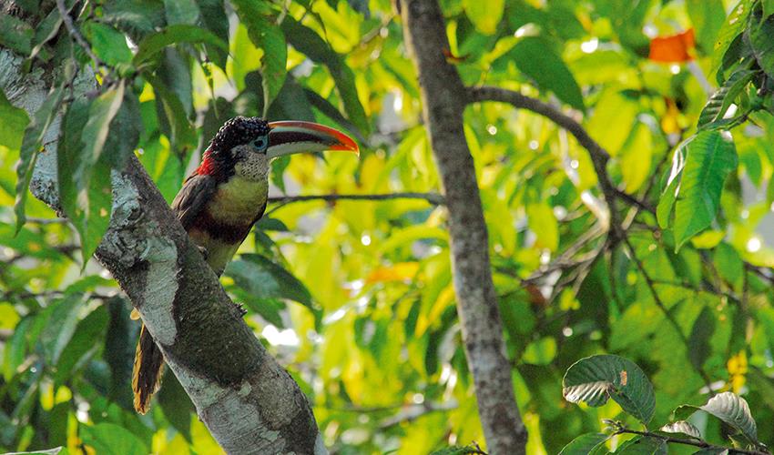 tourhub | Bamba Travel | Puerto Maldonado Amazon Field Station 3D/2N (from Puerto Maldonado) 