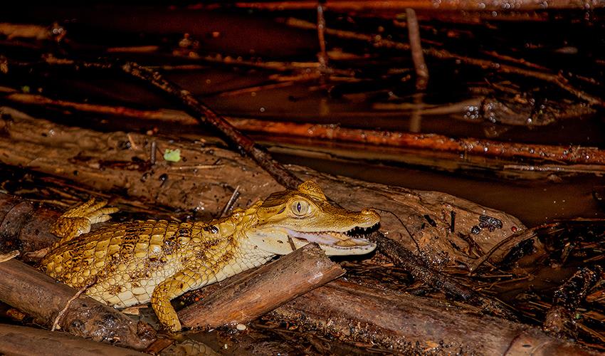 tourhub | Bamba Travel | Puerto Maldonado Amazon Field Station 3D/2N (from Puerto Maldonado) 